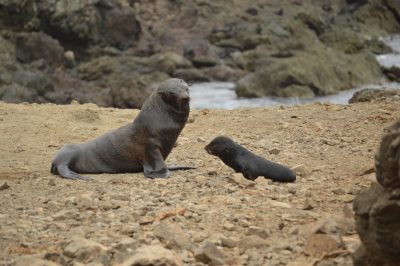 The long road to recovery: consequences of harassment of Guadalupe fur seals pups