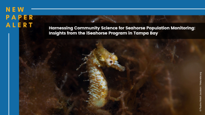 Project Seahorse’s new study highlights the value of community science for seahorse monitoring and conservation