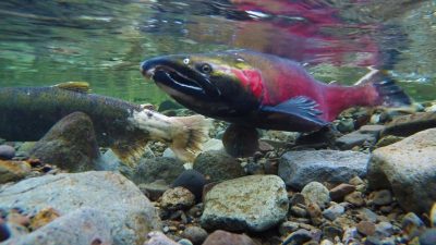 Hindcasting the Salish Sea reveals long-term patterns of environmental change