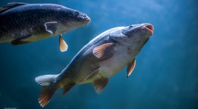 New study reinforces link between gill size and oxygen uptake in fish