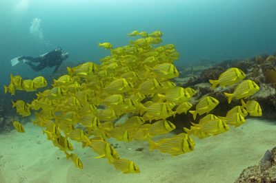 Scuba diving generates pp to $20 billion annually