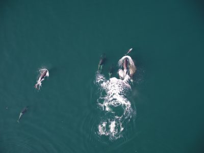 Orcas and dolphins seen hunting together for the first time