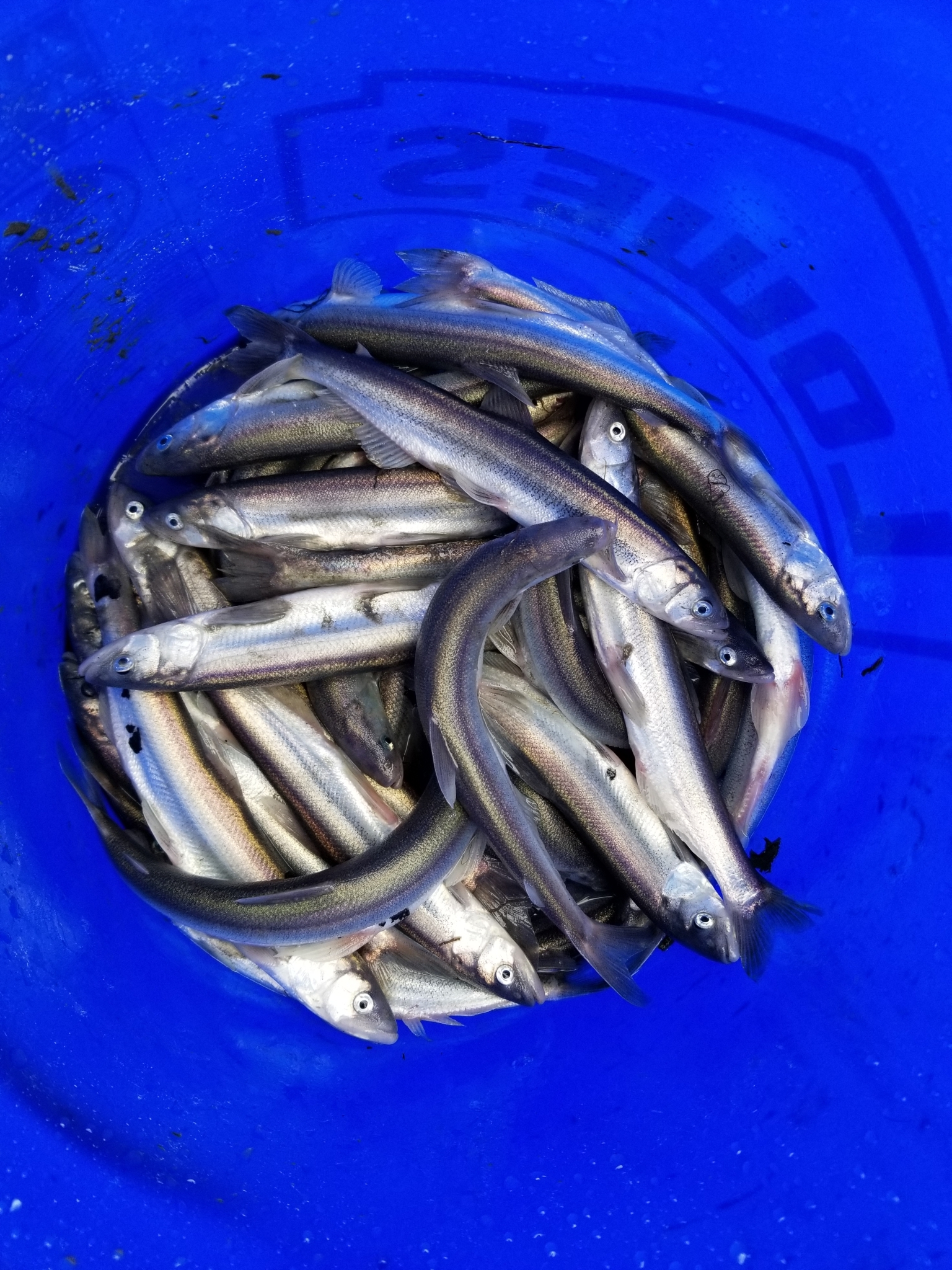 Eulachon (Thaleichthys pacificus) © Matt Muir/ iNaturalist CC 4.0